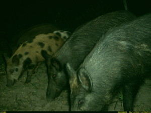 Hogs at Night